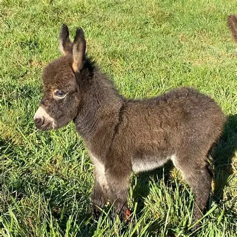 Miniature Donkey